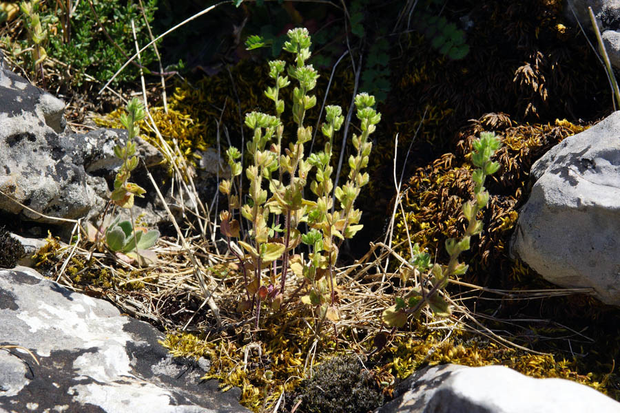 Veronica arvensis / Veronica dei campi